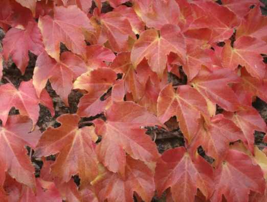  fall - 1