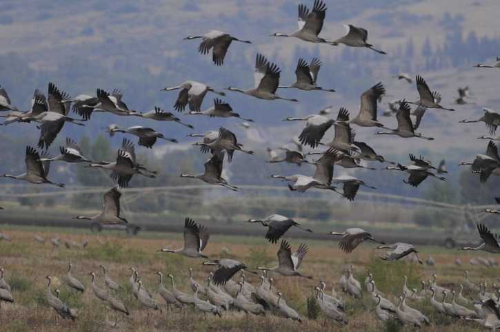 Safed and Golan Heights Tour - 3