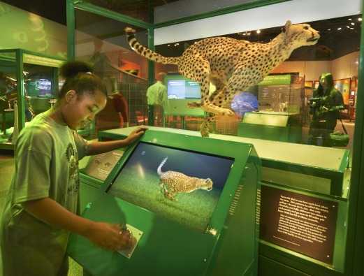 bloomfield biomechanics exhibit - 8