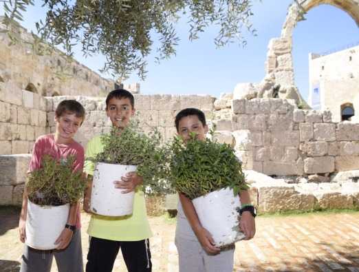 Summer in the Citadel - 1